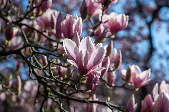 Magnolia blossoms on a tree