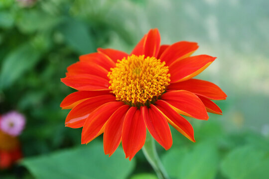 Closeup of an Eye-catching Blooming Mexican sunflower (Tithonia Diversifolia)