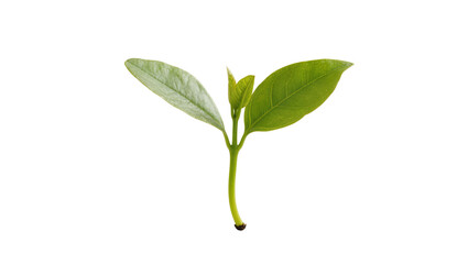 Obraz premium Young green plant sprout with two leaves and stem