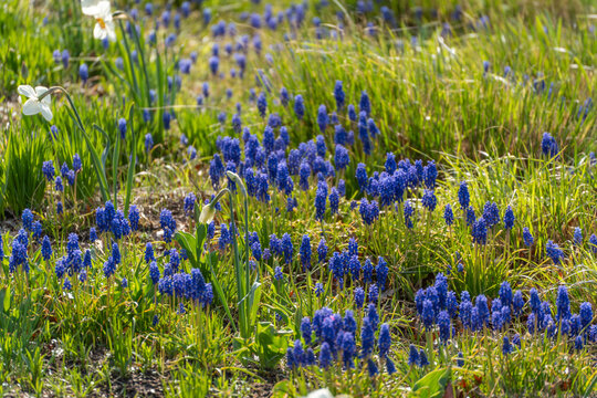 Blue flowers bloom in grassy meadow. Sunlight warms the earth below. Green blades rise around delicate blooms. Nature's quiet beauty fills the scene. Perfect for serene garden or spring themes