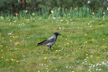 Obraz premium Black bird stands on grassy field. Yellow dandelions dot the green meadow. White daisies surround the bird. Sparse trees frame the background. Crow walks calmly through wildflowers