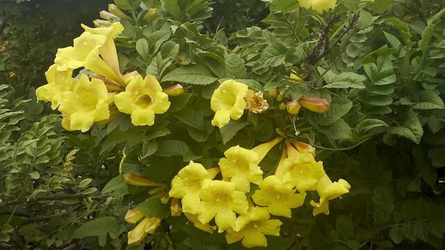 Yellow blooms of Tecoma stans, also known as yellow trumpetbush or yellow bells, sway in strong gusts of wind, representing Mediterranean garden flora.