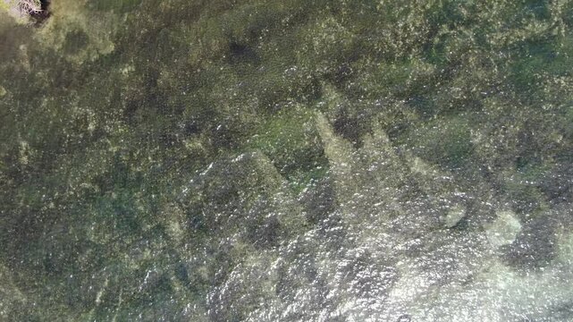 Aerial view shows a shallow coral reef with an irregular pattern, where algae and new corals are scattered among the rocks in the clear seawater. Drone, aerial