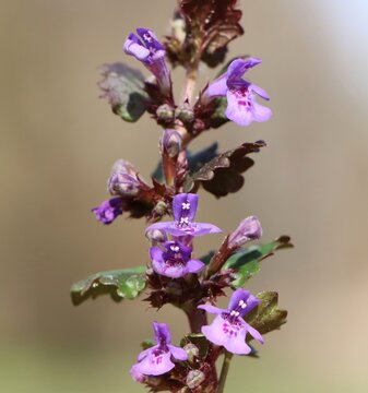Glechoma hederacea (ground ivy) wild flowering plant