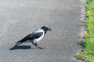 Obraz premium Black bird with white chest walks on asphalt. It pauses near grassy edge with yellow flowers. Sunlight casts clear shadow on the road. Natural scene captures calm, solitary movement