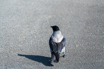 Obraz premium Lone crow walks across a paved surface. Its head is black, body gray and white. It casts a sharp shadow on the ground. The scene feels quiet and still. It's ideal for nature or urban wildlife themes