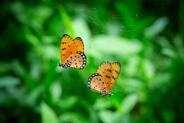 Two butterflies trapped in spider web facing opposite directions, with green background © krusomnp