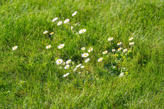 Sunlit grass glows vibrant green. Tiny white flowers dot the lawn with gentle charm. They bloom naturally, unbothered by human presence. Perfect for tranquil scenes or nature-inspired projects