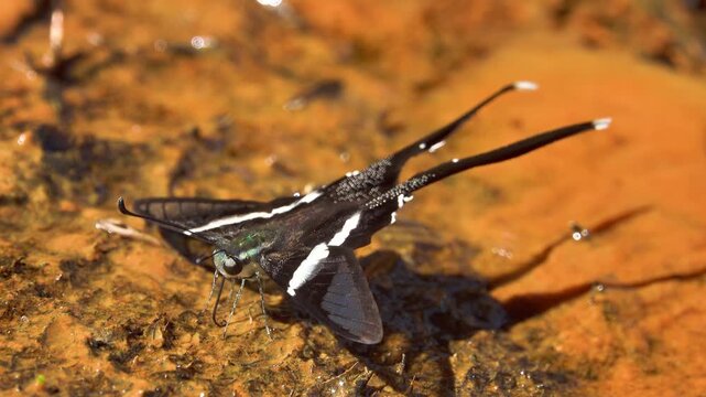 A swallowtail butterfly White dragontail, Lamproptera curius in the coastal rain forest of Thailand sucks iron oxide as micronutrient from a stream and sprays liquid with a pheromone