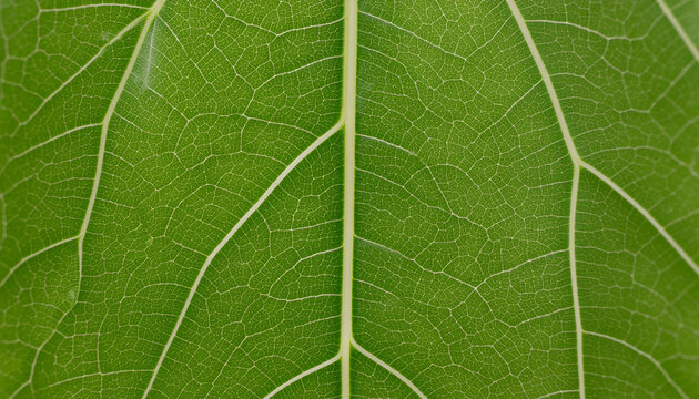Macro green leaf texture showing detailed venation lines.