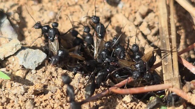 
Black Carpenter Ants Preparing for Mating Flight #003

