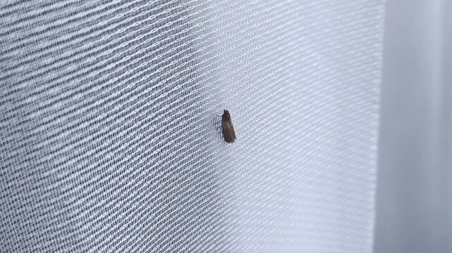 Indianmeal moth on white tulle in the home close-up. Butterflies of the family Tineola bisselliella.