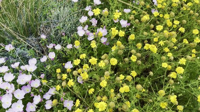 Pink evening primrose with bright yellow flowers growing along the Mediterranean coast in spring, bending in strong wind on a coastal landscape.
