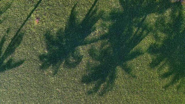 Aerial drone view of coconut tree shadow on paddy field