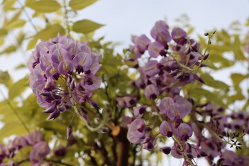 Fototapeta premium Wisteria flowers