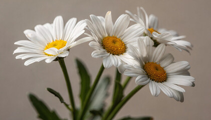 Obraz premium Fresh White Daisies with Yellow Centers Close-up, Soft Natural Light