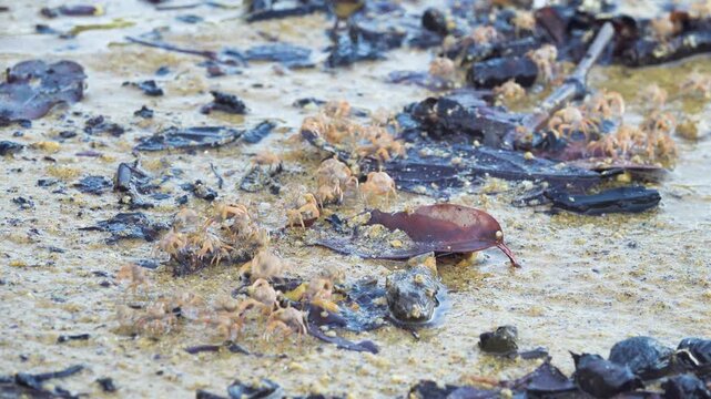 Feeding behavior, A column of crabs moves with the tide and sticks food into their mouths with their claws