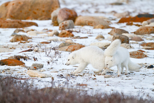 01863-01517 Arctic Foxes (Alopex lagopus) Churchill Wildlife Management Area, Churchill, MB