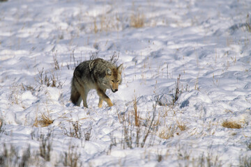 01864-01906 Coyote (Canis latrans) in winter Yellowstone NP   WY © Daybreak Imagery