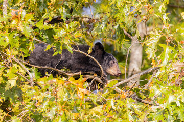 01872-01311 Black Bear(Ursus americanus) cub eating acorns in oak tree Great Smoky Mountains NP TN © Daybreak Imagery