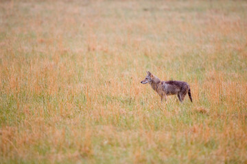 01864-03401 Coyote (Canis latrans) in field, Cades Cove, Great Smoky Mountains NP, TN © Daybreak Imagery