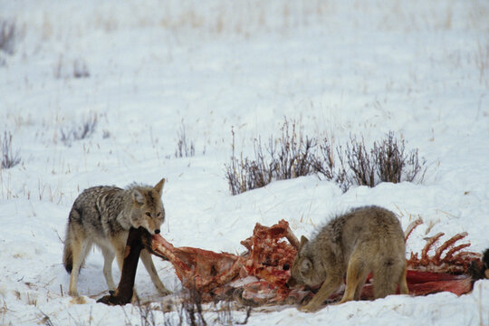 01864-01920 Coyotes (Canis latrans) in winter, eating elk carcass Yellowstone NP   WY