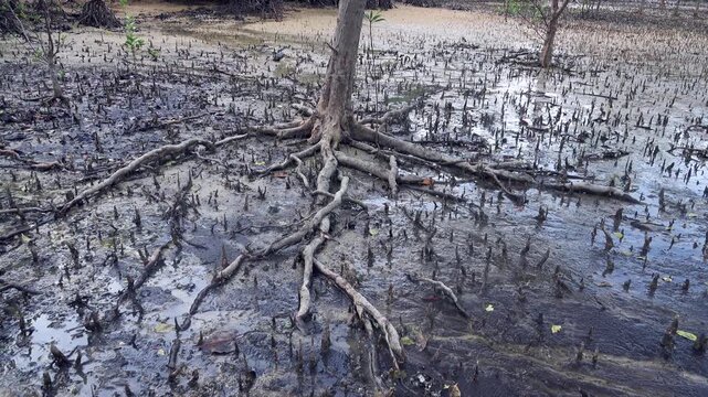 Mangrove forest at low tide. It can be seen that the roots of the Red mangrove are spreading over the soil. Lots of pneumatophore root, crampons.
