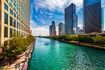 Naklejka premium A vibrant, wide-angle view of the Chicago River flowing through the downtown skyline under a bright blue sky with wispy clouds, featuring modern skyscrapers and lush green riverfront walkways.