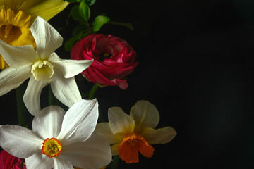 Obraz premium Mixed bouquet with daffodils, ranunculus, violets and osteospermum on black background, horizontal composition, soft natural light, copy space