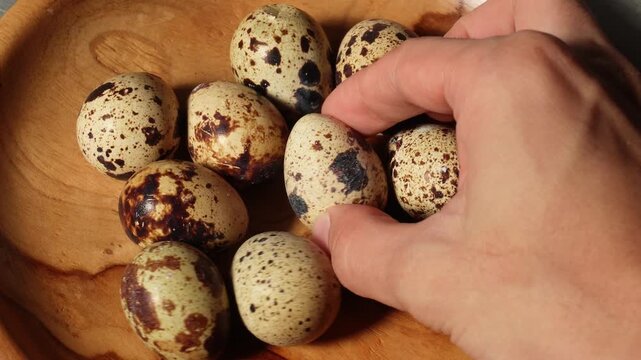 quail eggs in a hand