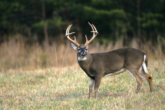 01982-03519 White-tailed Deer (Odocoileus virginianus) 8 - point buck in field Great Smoky Mountains NP  TN