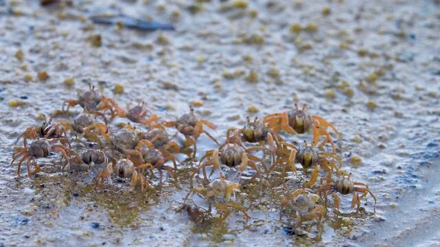 Feeding behavior, A column of crabs moves with the tide and sticks food into their mouths with their claws
