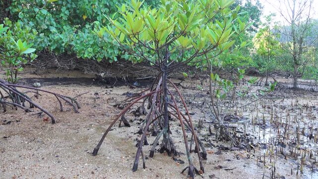 Mangrove forests in January. Rhizophora mucronata with characteristic aerial support roots prop root, stilt root