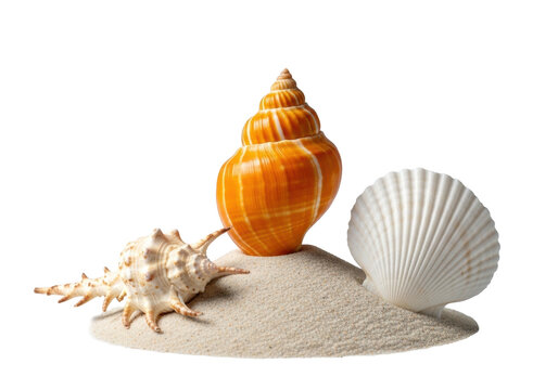 Vibrant orange spiral conch shell centered on a sand mound, flanked by a beige murex and white scallop, isolated against a transparent background, professional studio shot. Concept of natural marine