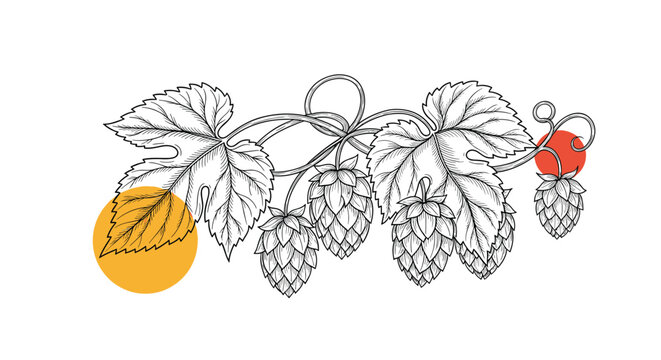 Vintage style hand drawn hop branch with cone-shaped flowers and textured leaves for brewing industry and craft beer design.