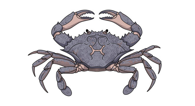 Detailed illustration of a large blue crab with sharp claws and textured shell on white background for seafood restaurant menus.