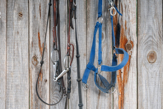 Various horse tack including leather bridles with metal bits and a blue nylon halter hanging on a vertical wooden plank fence