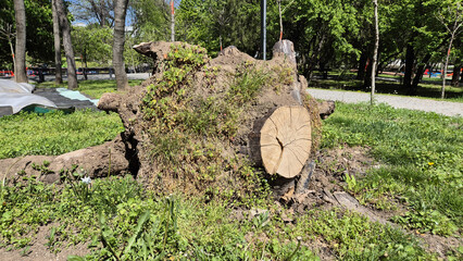 Fototapeta premium An uprooted tree stump lies on its side in a park, its root ball covered in soil and sprouting green plants, with a fresh, light-colored circular saw cut visible on its right side.