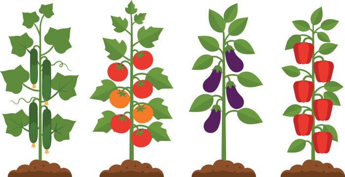Vector illustration of cucumber, tomato, eggplant, and bell pepper plants growing in soil with green leaves