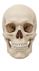 Fototapeta premium Front view of human skull on transparent background, detailed anatomy.