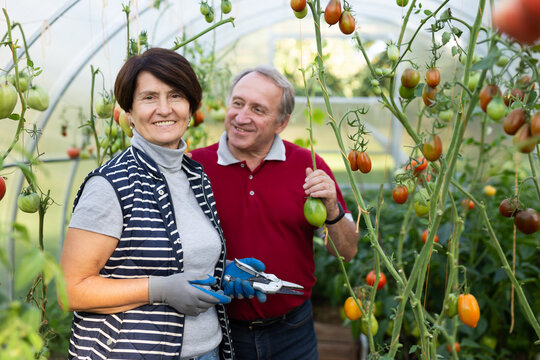 Elderly man and woman picking ripe tomatoes together in greenhouse