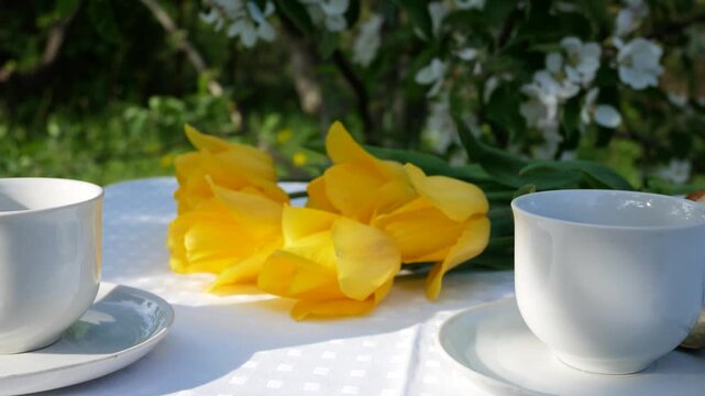 Served table for morning coffee in a garden under blooming cherry blossoms, with two white cups and a bouquet of fresh tulips nearby. Concept of spring morning, relaxation, and cozy outdoor breakfast