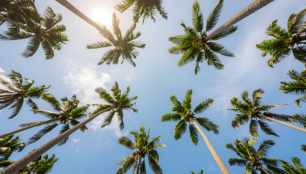 Sunlit palm tree canopy from below against blue tropical sky.