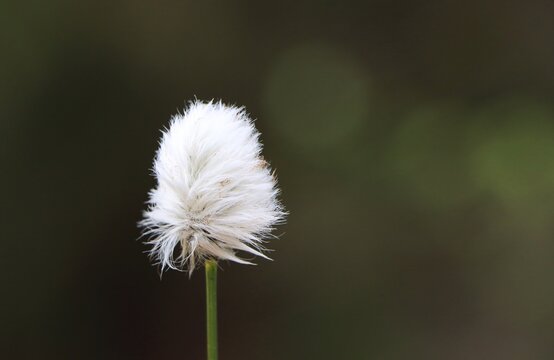 Eriophorum vaginatum (tussock cottongrass) plant