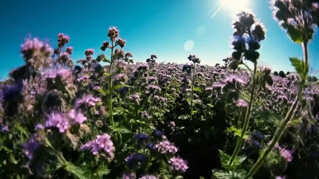 Low angle shot of a vibrant field of purple flowers under a clear blue sunny sky with bright sunlight
