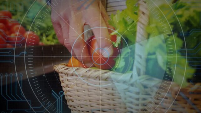 Shopper hand reaching, picking and placing tomato into basket collecting produce for market in HUD