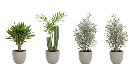 Fototapeta premium Four potted plants with diverse green foliage on a transparent background