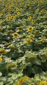 Aerial view of the large field of sunflowers in the afternoon sun