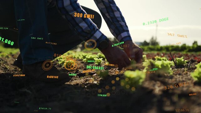 Male farmer kneeling in plant bed, hands reaching and planting lettuce, AR data tracking crop stats