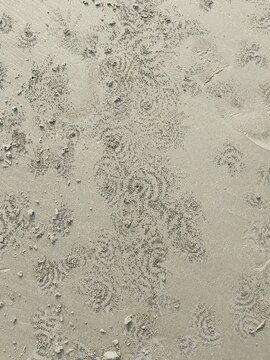 circular patterns on a sandy beach created by small sand bubbler crabs